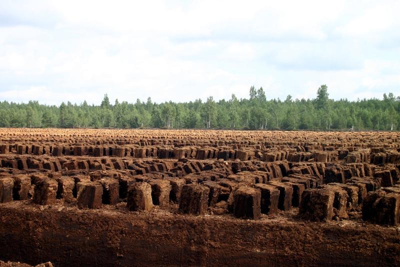 peat for conifers